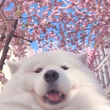 米西米西