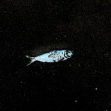 一枝