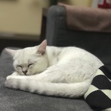 朝如青丝