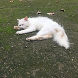 大王
