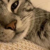 鬈膥欈睂