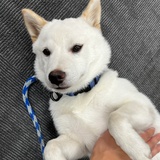 詹
