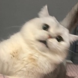 拧巴梨子