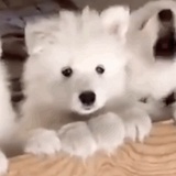 半杯茶