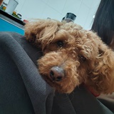 璐儿