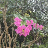 E比花椒