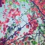 绿毛水怪花花花
