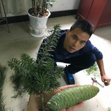 秋名山下扫地僧