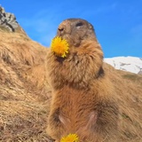 土拨鼠