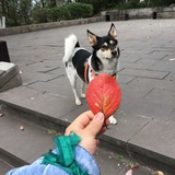 美人卷珠帘