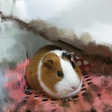 亲爱的小鸡鸡