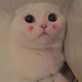 暴力吃辣