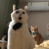 不可以