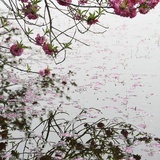 阿瑞