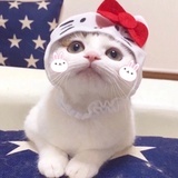 蝉蝉很馋