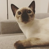 黄猩猩
