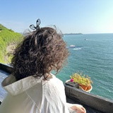 海豚仙紫