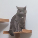 糊糊