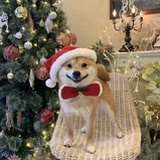 噜啦::啦