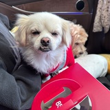 鲨鱼