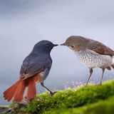 心兰相随江湖骗子