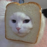 一只小肥吉