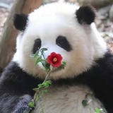 太平洋严肃的椰