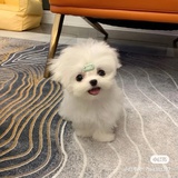 国服第一小乔