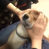 小耳朵隋-