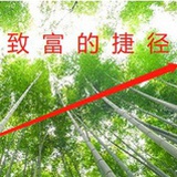 竹芽做股