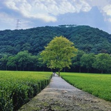 黑色幽默