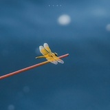 山茶