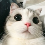 pandaW