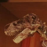 恐龙骨骼