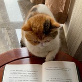 西西里买家