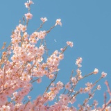 LuLu—SHI
