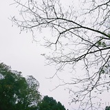 鱼卡