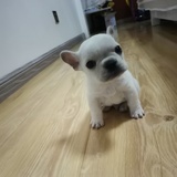 潘太和小柴