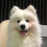 昭然