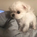 你觉得只是杯茶