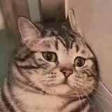 浪浪朗朗狼狼