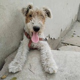 peiper