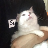 斑马斑马
