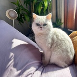 yanniecat