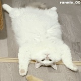 猫猫卷饼