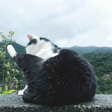 霾霾