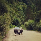 风在山路吹