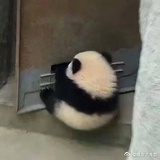 宇宙电鳗