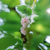 潘扬