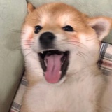 狗子！